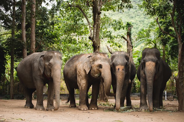 Elephant Jungle Sanctuary Phuket 1