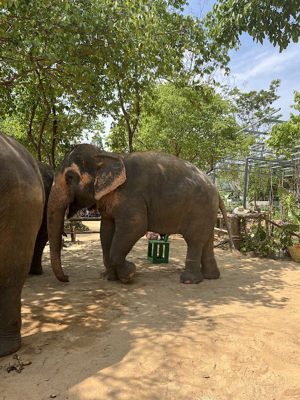 Elephant Jungle Sanctuary Phuket 5