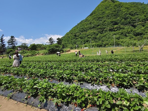 SAPPORO FRUIT GARDEN 1