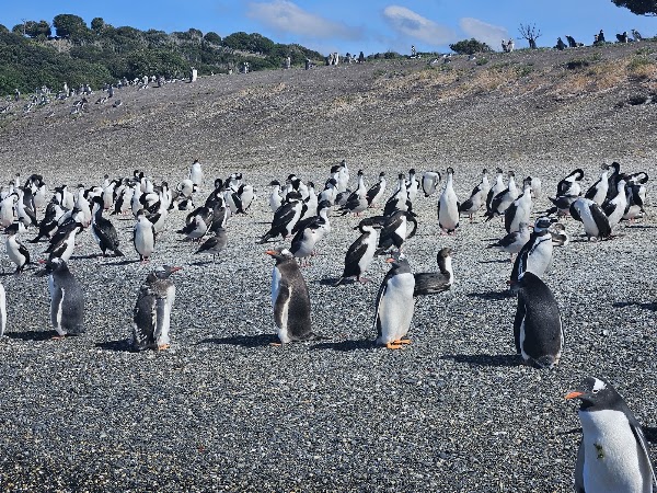 Patagonia