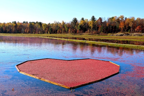 Muskoka Lakes Farm & Winery