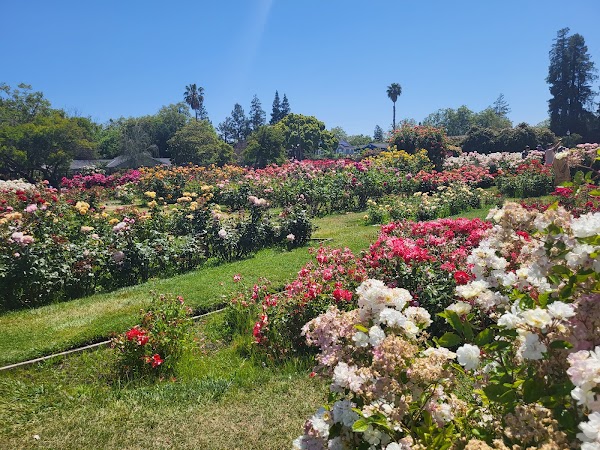 Municipal Rose Garden 1