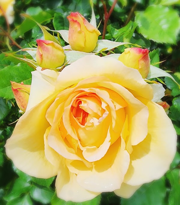 Municipal Rose Garden 3