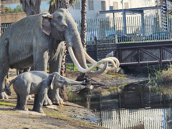 Lake Pit at the La Brea Tar Pits 1