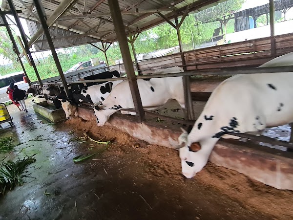 Viknesh Dairy Farm