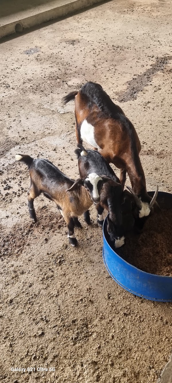 Viknesh Dairy Farm 5