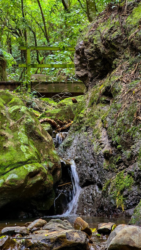 Manawatu Gorge Track