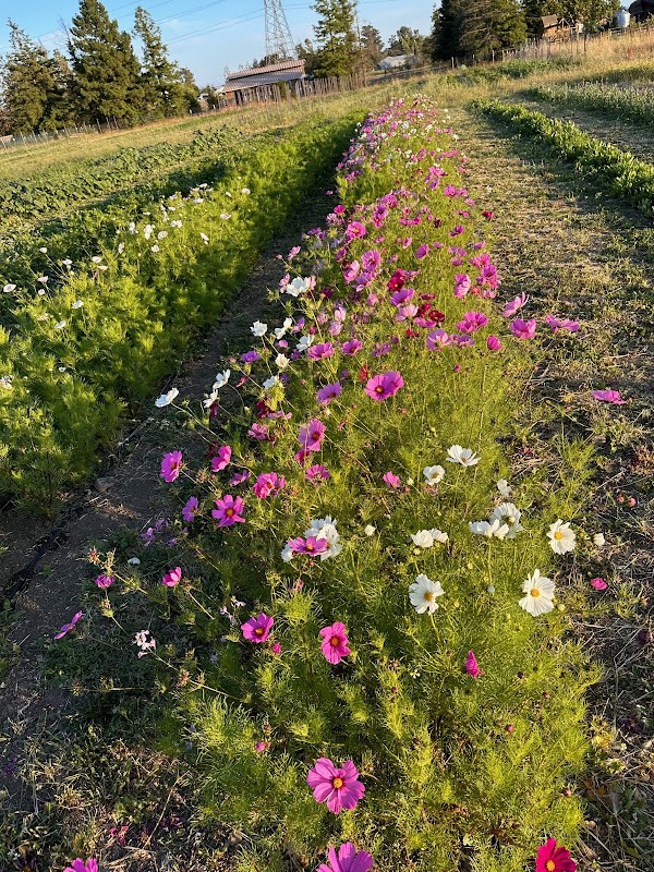 Cassidy Ranch Farm Club 4