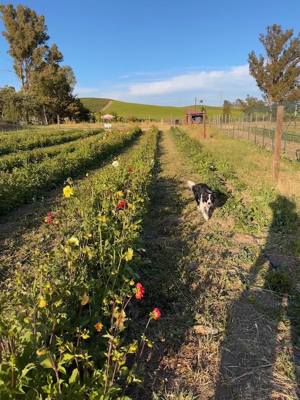 Cassidy Ranch Farm Club 2