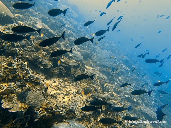 SD Point, Diving spot 1