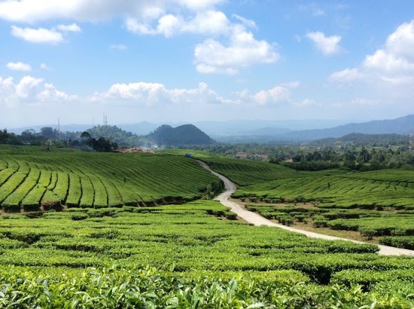 Kebun Teh Ciater - Subang 1