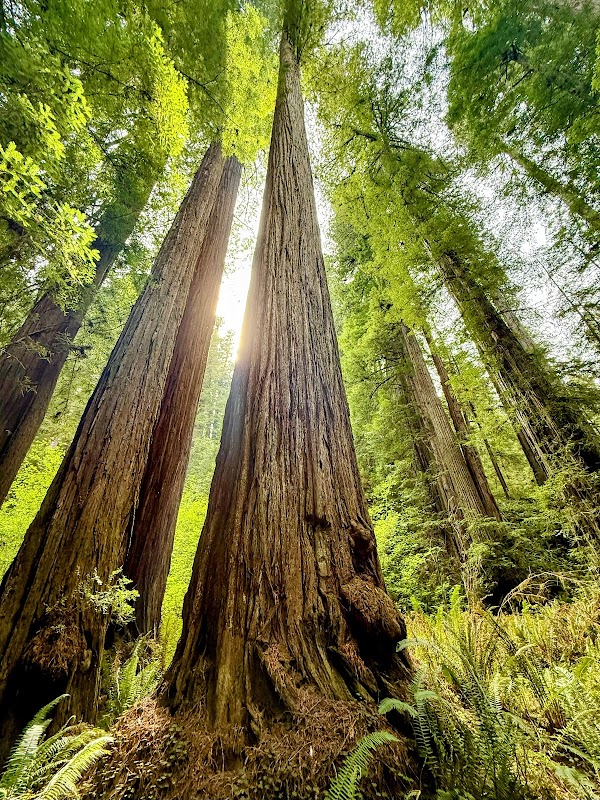 Grove of Titans Trailhead