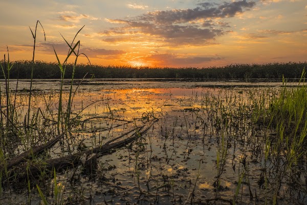 Kuti Wildlife Reserve