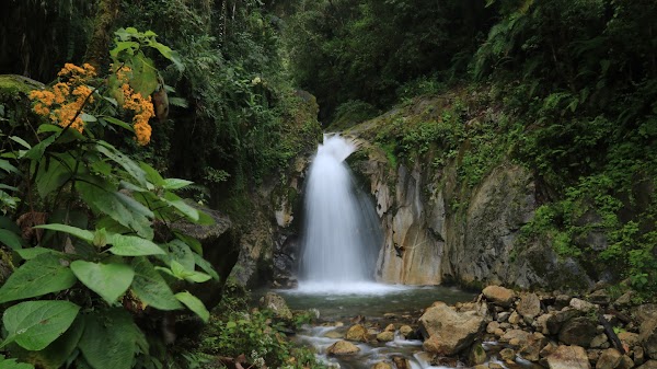 Mandor