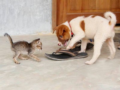 Lanta Animal Welfare 1