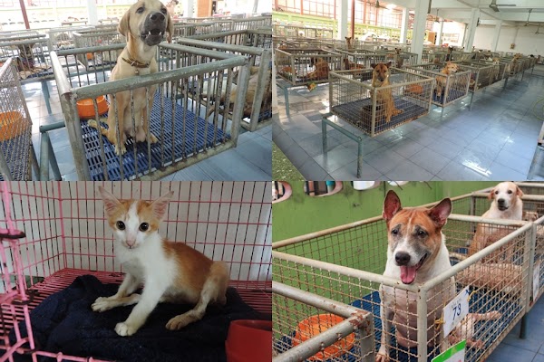 Home for Handicapped Animals Foundation