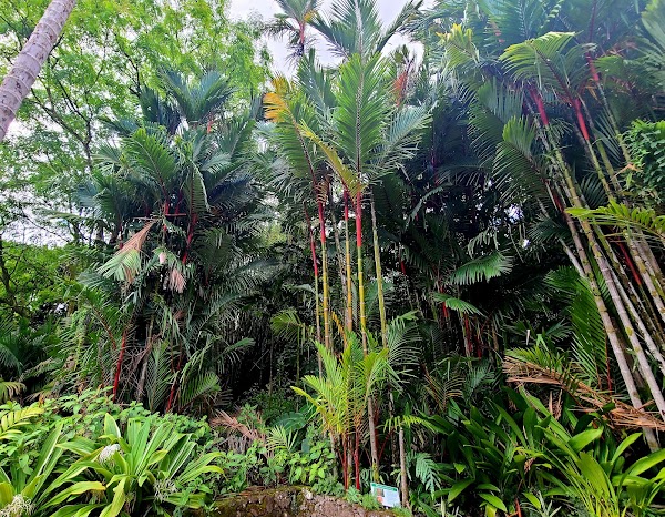 Hoʻomaluhia Botanical Garden 2
