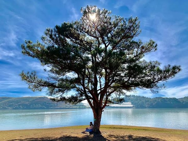 The Lonely Pine Tree