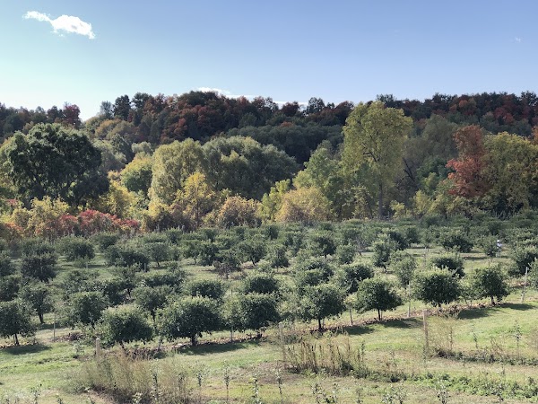 Carl Laidlaw Orchards 1
