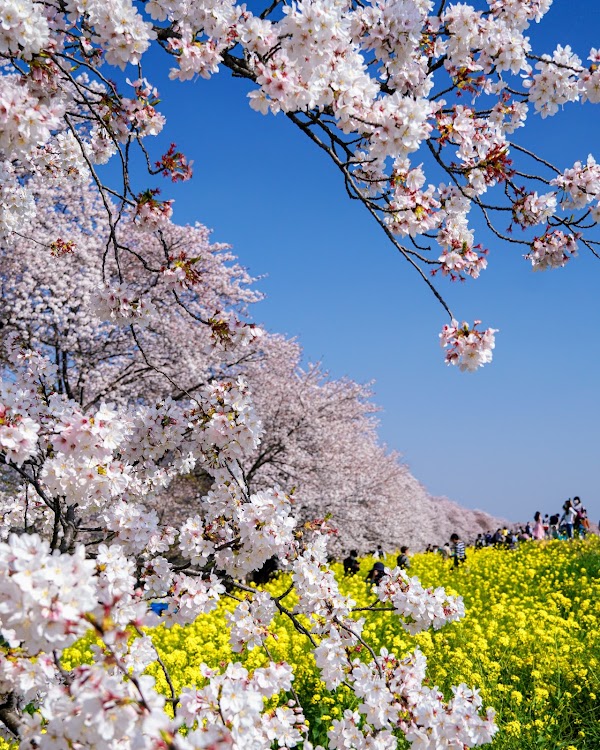 Kumagaya Sakura Tsutsumi