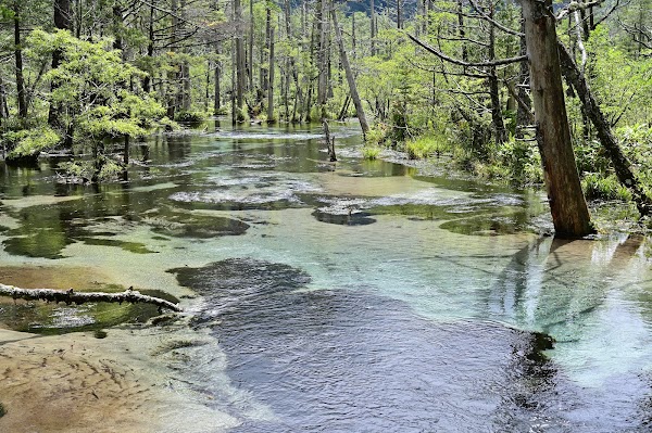 Dakesawa Marsh 4