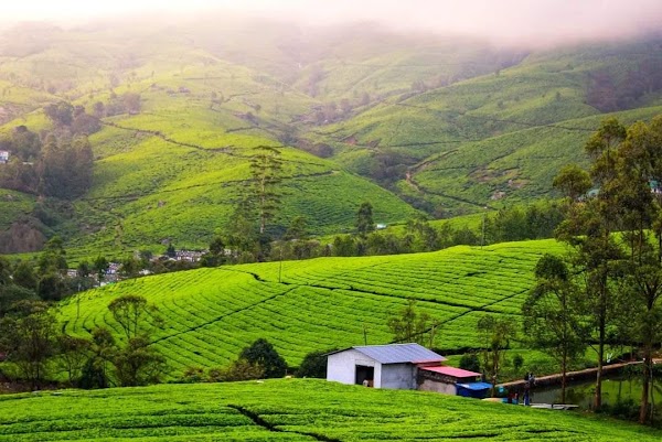 Munnar 4