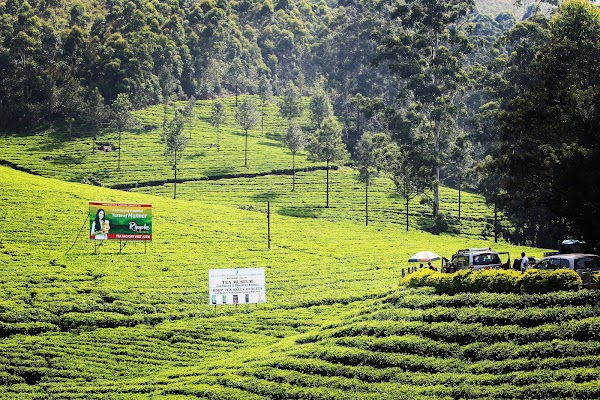 Munnar 2