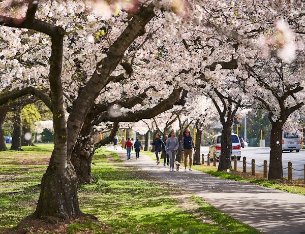 Hagley Park North 6
