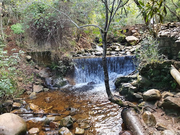 Newlands Forest