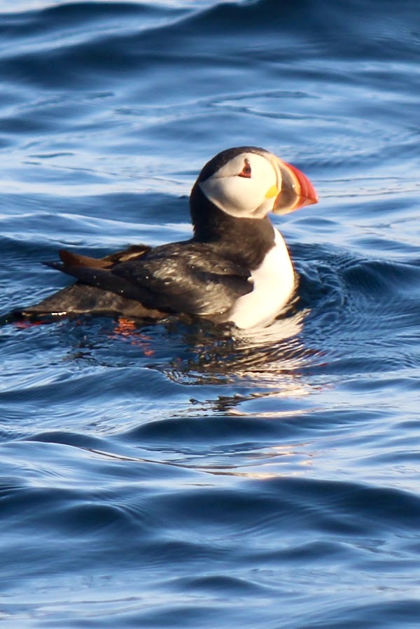 Bird Island Boat Tours 2