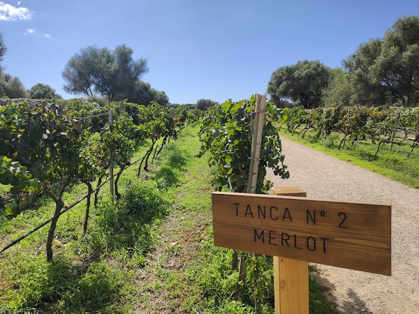 Bodegas Binifadet 3