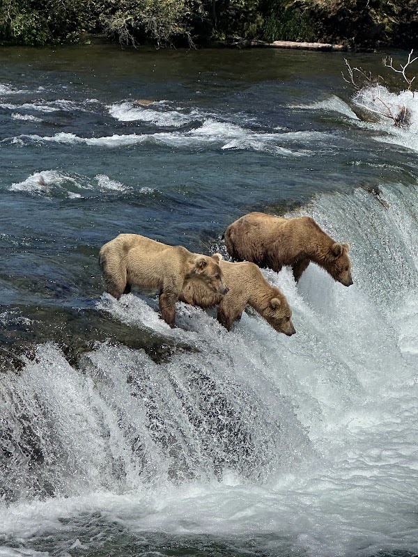 Brooks Falls Bear Viewing Platform 1