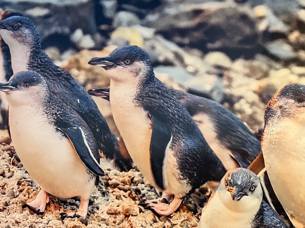 Ōamaru Penguins 5