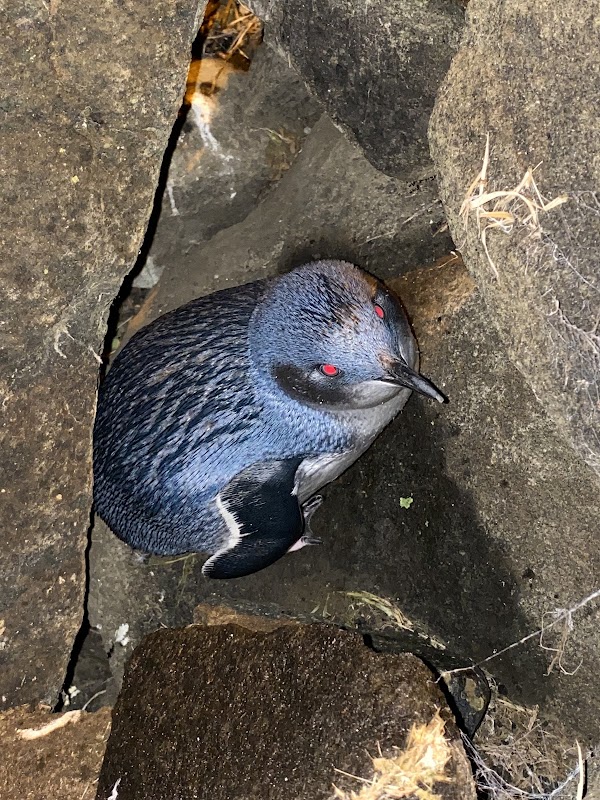 Ōamaru Penguins 4