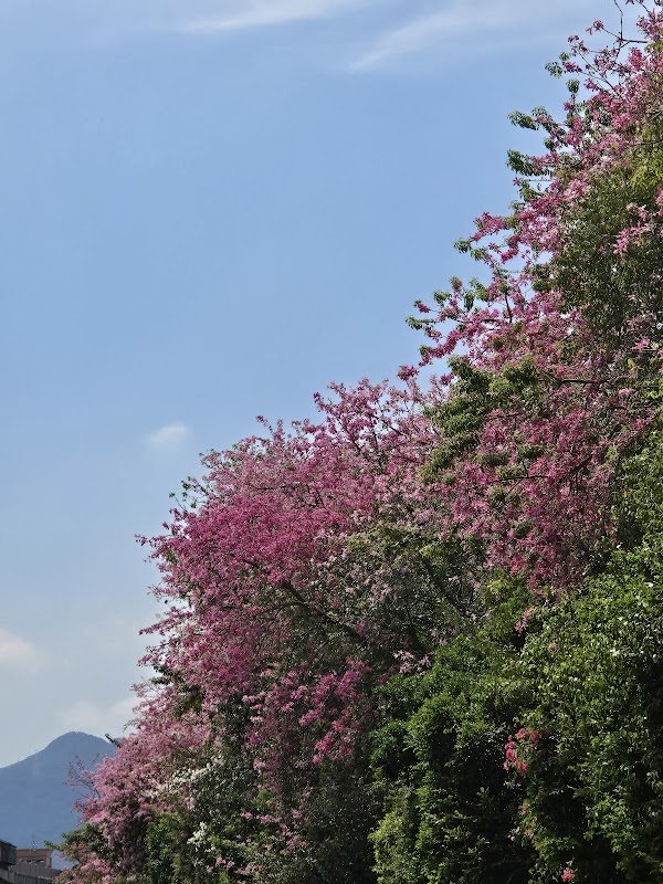 安溪路河堤步道