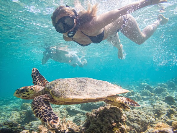 Turtle point 1
