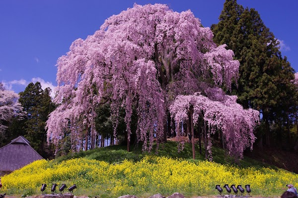 Kassenba Weeping Sakura 1