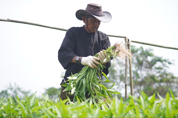 LADANG HIJAU (Agro Eduwisata Tamansari) 1