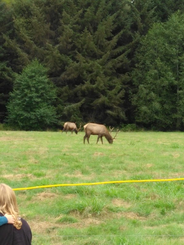 Elk Meadow