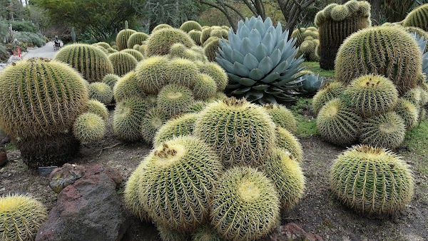 The Huntington Library, Art Museum, and Botanical Gardens 3