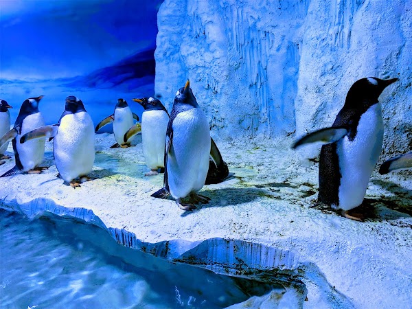 SEA LIFE London Aquarium 5