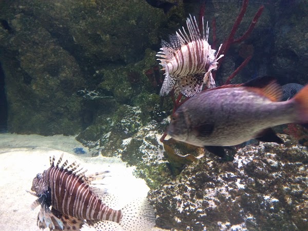 SEA LIFE London Aquarium 3