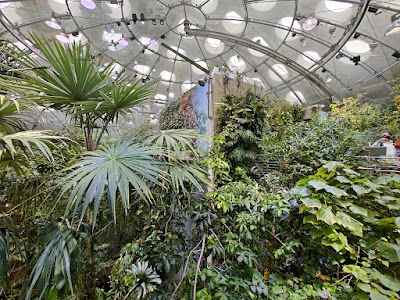 Osher Rainforest at the California Academy of Sciences 1