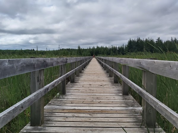 Mer Bleue Bog Trail