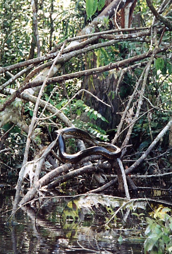 Cuyabeno