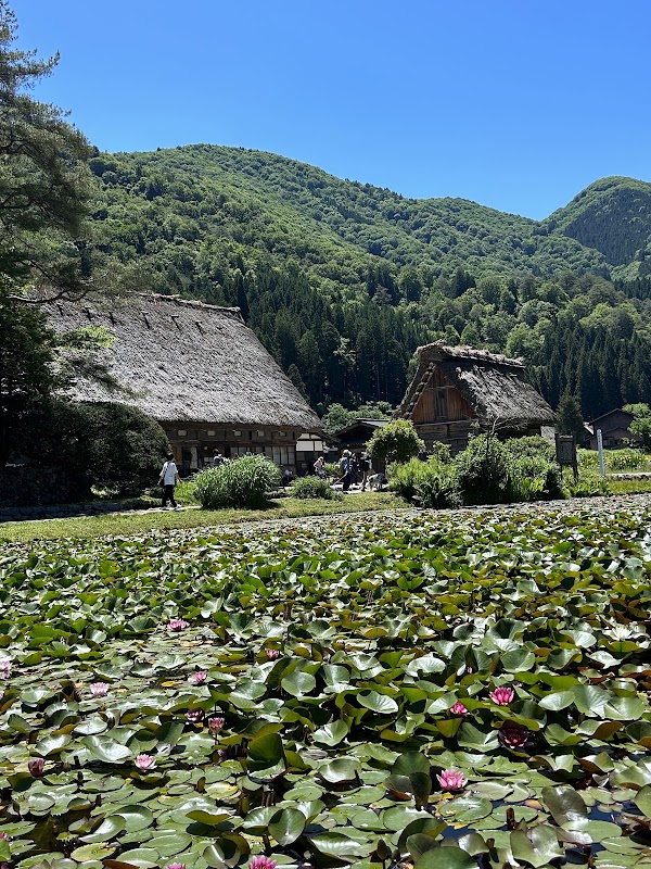 Water Lily Pond