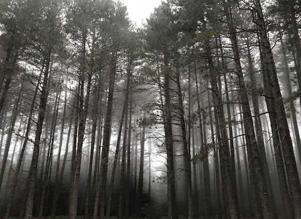 Aspromonte 4