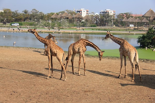 Safari World Bangkok 4