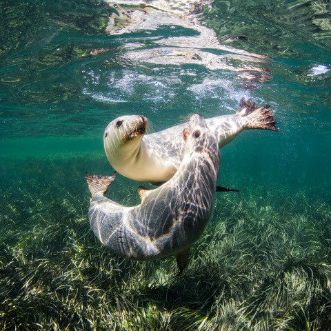 Baird Bay Experience
