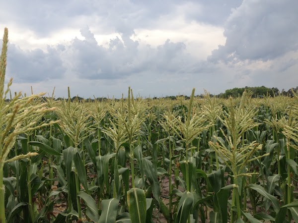 Long & Scott Farms